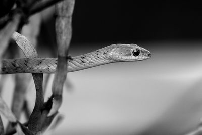 Close-up of bush snake