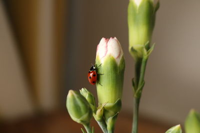 Close-up of ladybug on leaf