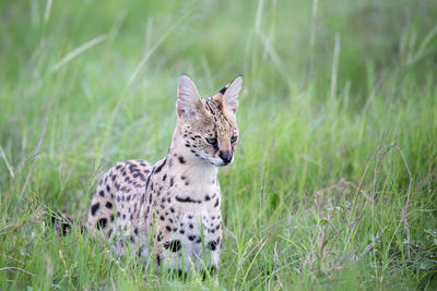 Server cat in the grassland of the savannah in kenya