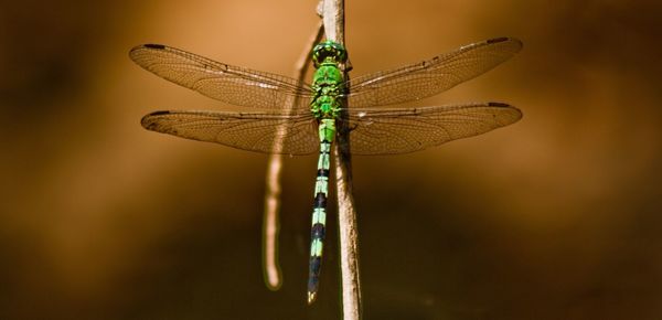 Close-up of damselfly on leaf