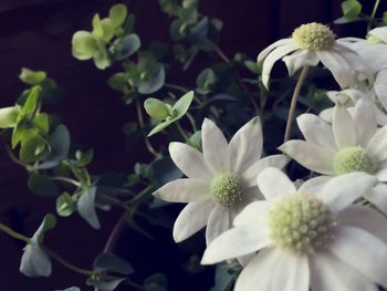 Close-up of white flowers blooming outdoors