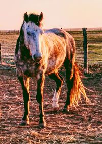 Horse standing on field against sky
