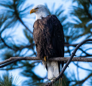 Low angle view of eagle perching on tree