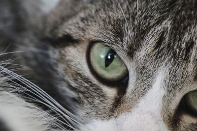 Close-up portrait of a cat