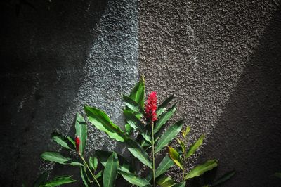 High angle view of plant against wall