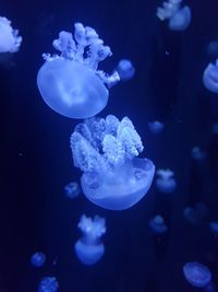 Close-up of jellyfish swimming in sea