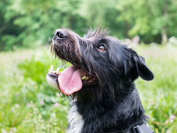 Close-up of a dog