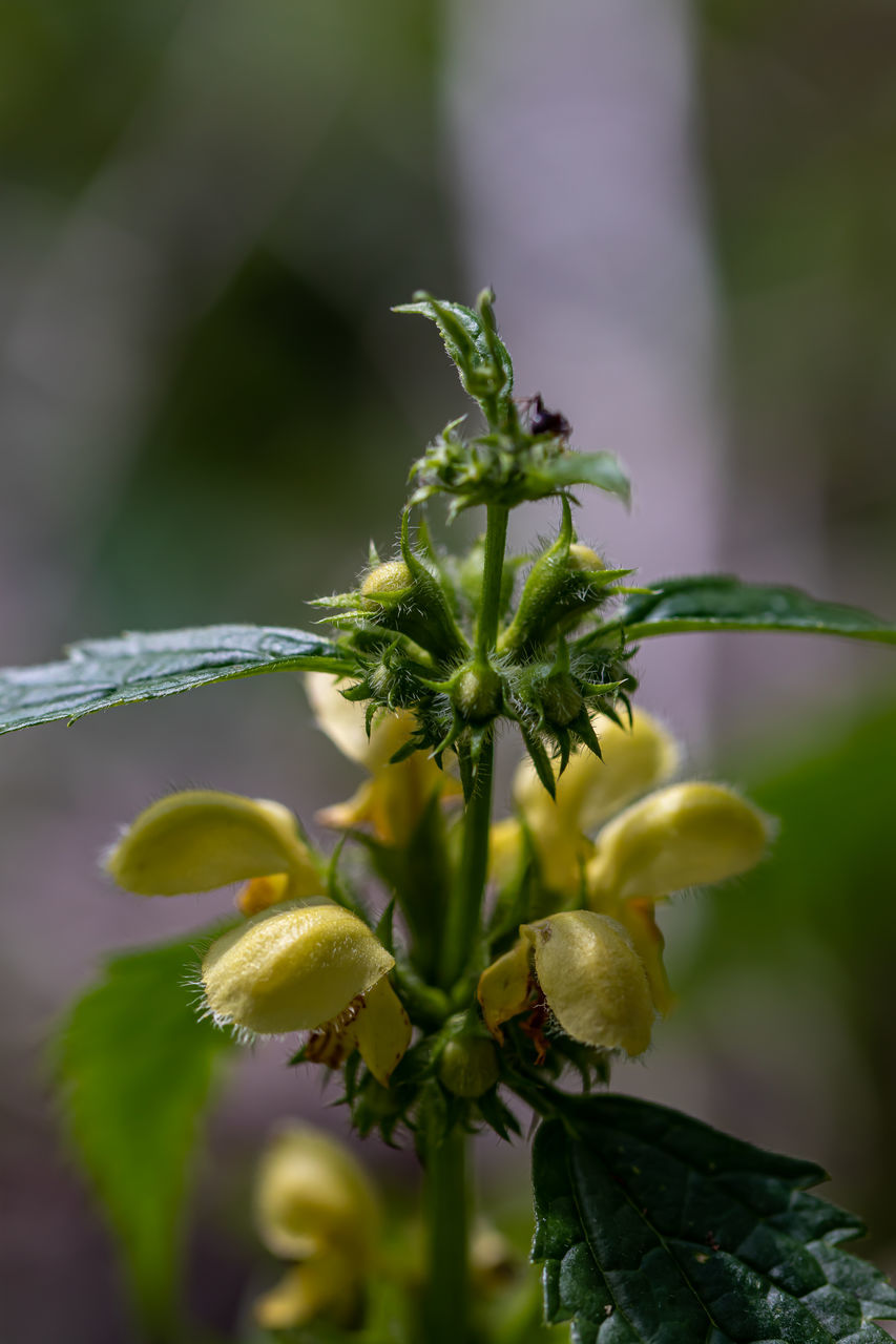 CLOSE-UP OF GREEN PLANT