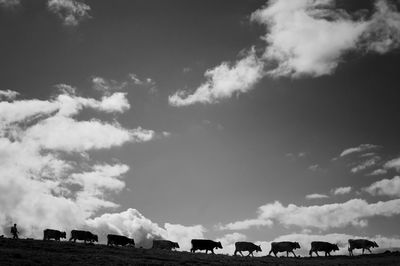 Silhouette of cow against cloudy sky