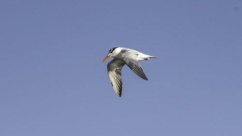 Low angle view of bird flying against clear blue sky