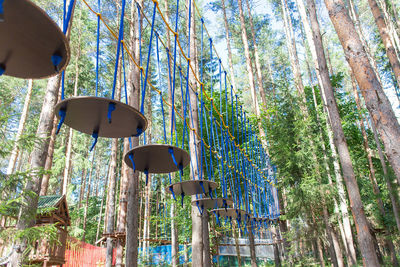 Low angle view of chain swing hanging from tree