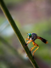 Close-up of insect on plant