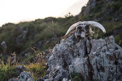 Close-up of mushroom growing on rock