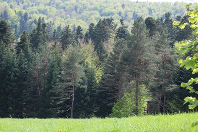 Pine trees in forest