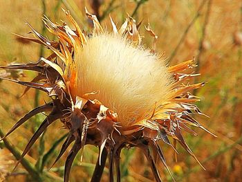 Close-up of flowering plants on field