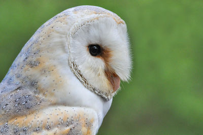 Close-up portrait of owl