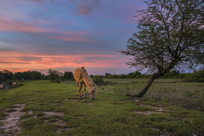 Rear view of woman walking on field against sky during sunset