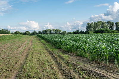 Scenic view of agricultural field against sky