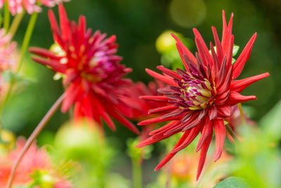 Close-up of red flowering plant