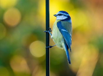 Close-up of bird perching on branch