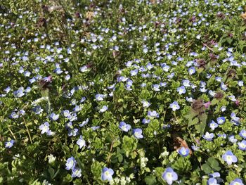 Close-up of white flowering plant in field