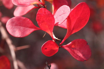 Close-up of red flowers