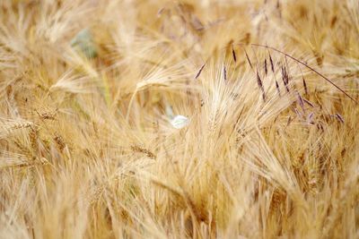 Full frame shot of wheat field