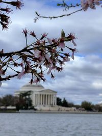 Low angle view of flower tree against sky