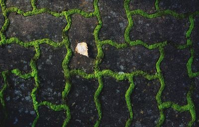 Full frame shot of moss on road