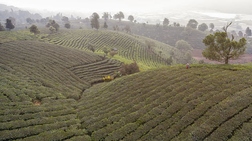 Aerial view of the remote nuogang dai village in lancang, yunnan - china