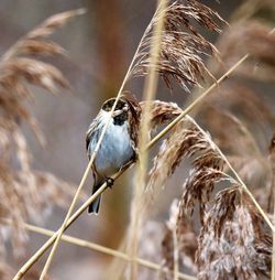 Close-up of bird perching on dry plant