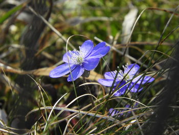 Close-up of purple crocus flowers on field