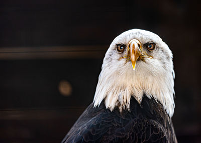 Close-up portrait of eagle against blurred background