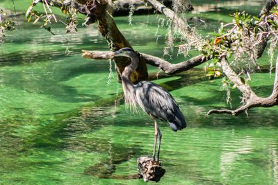 High angle view of gray heron perching on tree