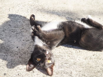 High angle view of cat on shadow