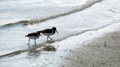 Birds on beach