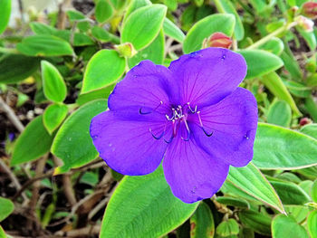 Close-up of purple flowers