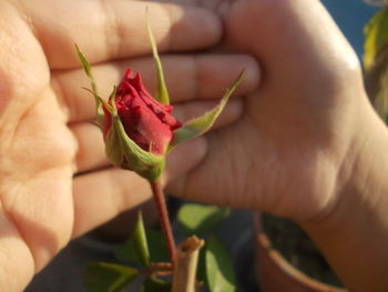 Close-up of hand holding rose