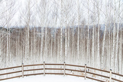 Snow covered railing against bare trees during winter