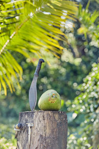 Close-up of parrot perching on wooden post