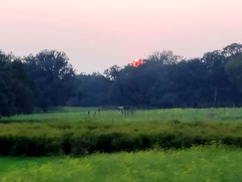 Scenic view of trees on field against sky