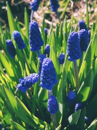 Close-up of blue flowering plant