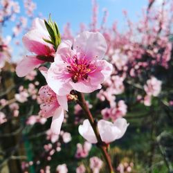 Close-up of pink cherry blossom