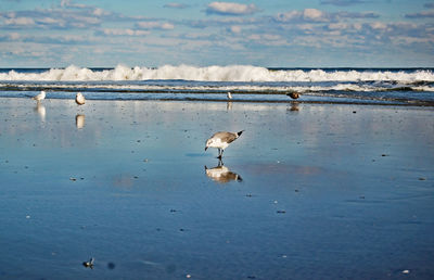 Seagulls on beach