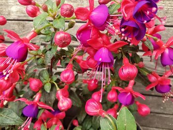 Close-up of pink flowers