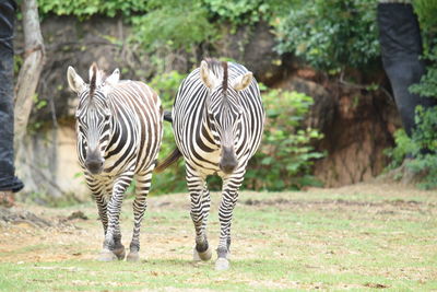 Zebras in a field