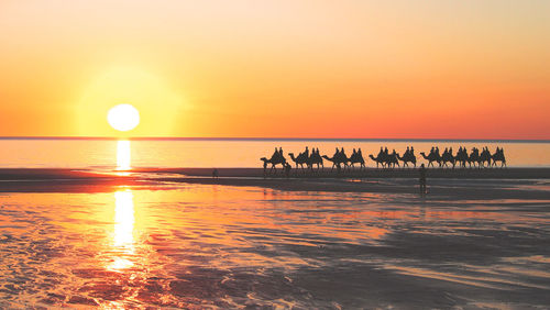 Silhouette people riding camels at beach during sunset