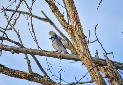 Low angle view of bird perching on branch