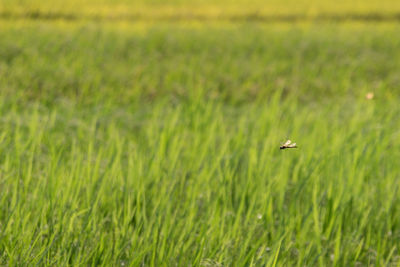 Close-up of bee flying over grass on field