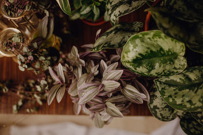 Plants collection in small millenials' rental flat, ceropegia, maranta, monstera, philodendron